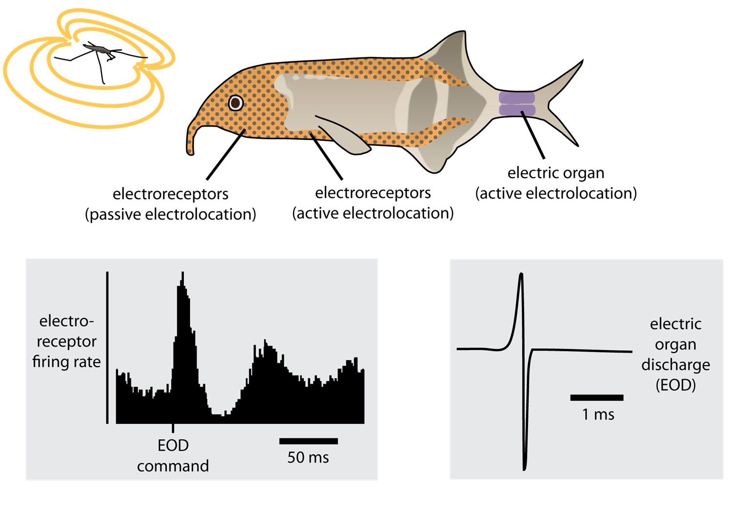 Schematic of electrosensory input in mormyrid fish