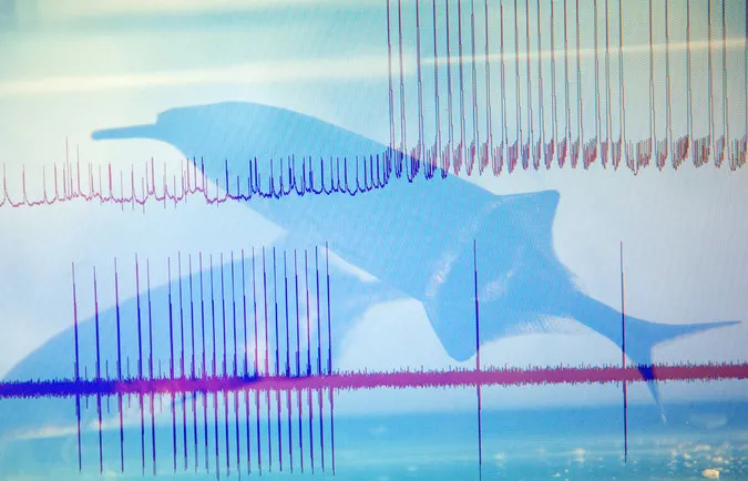 Electric fish