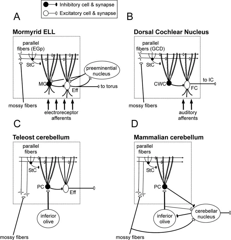 Simplified schematic of cerebellum-like circuits.