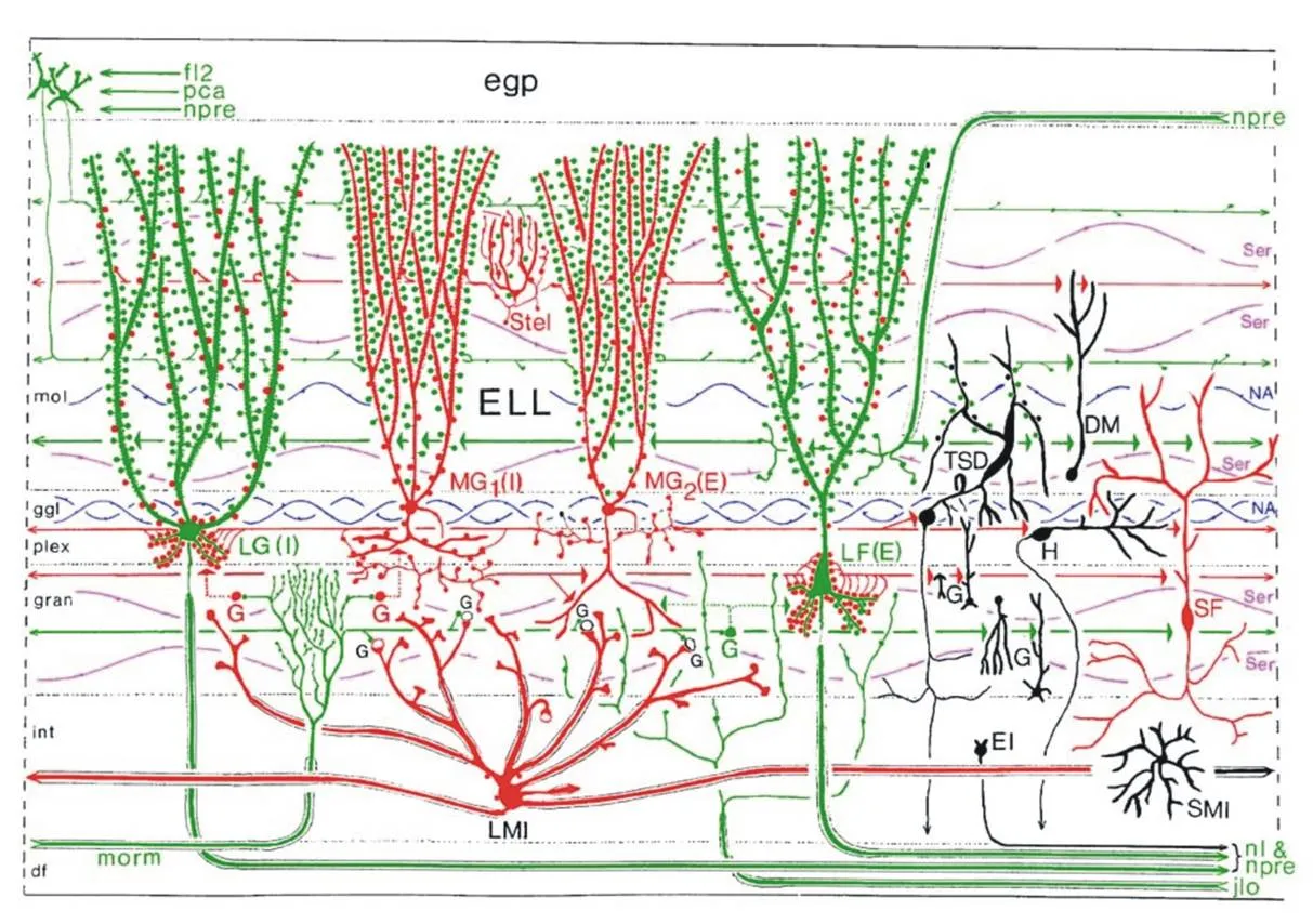 Detailed schematic illustration of ELL.