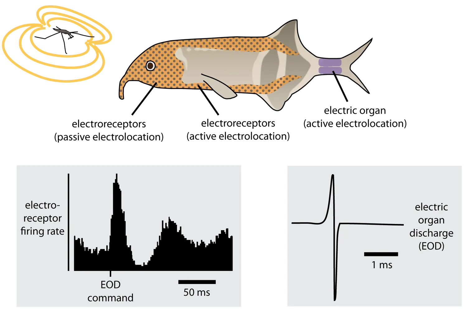 Schematic illustrating function of the electrosensory system in mormyrid fish.