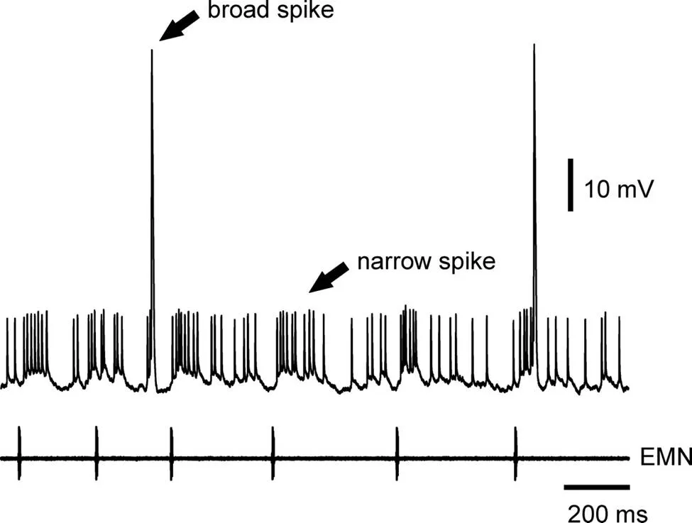 In vivo whole-cell recording from a medium ganglion (MG) cell.