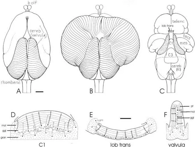 Mormryid cerebellum.