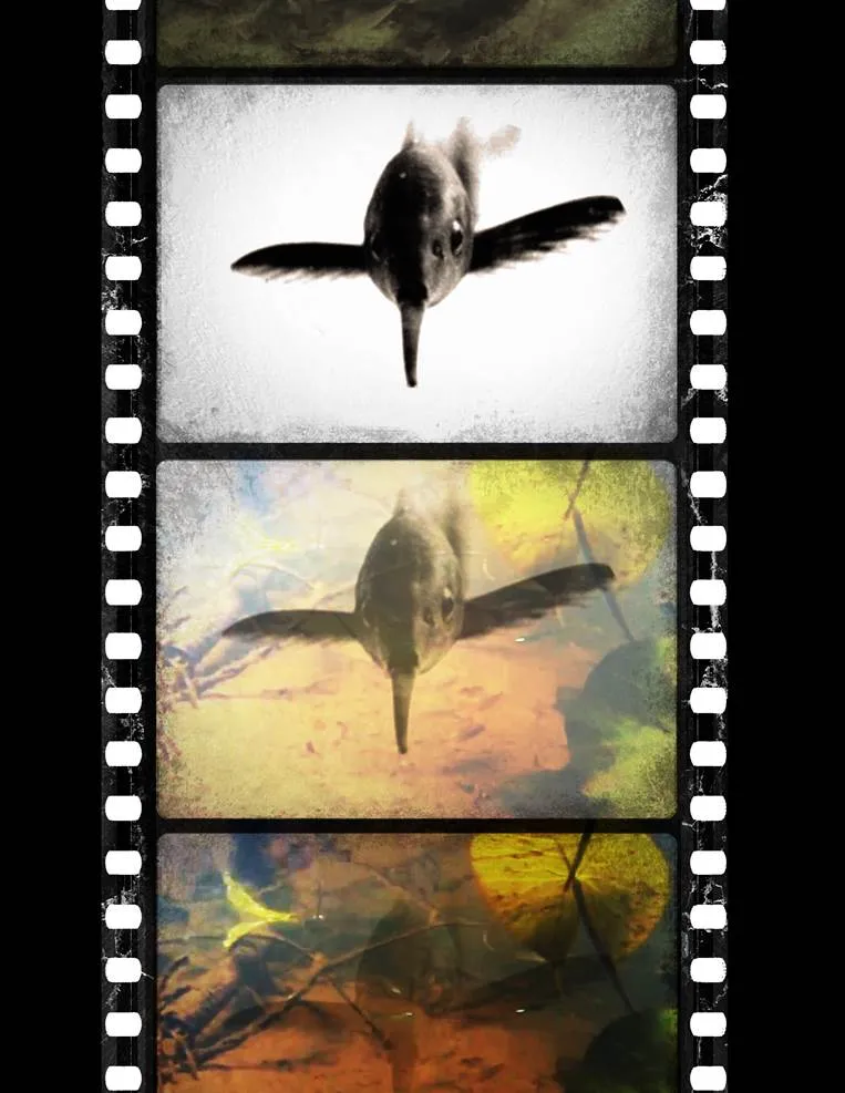 An artist’s rendition of negative images in mormyrid fish.