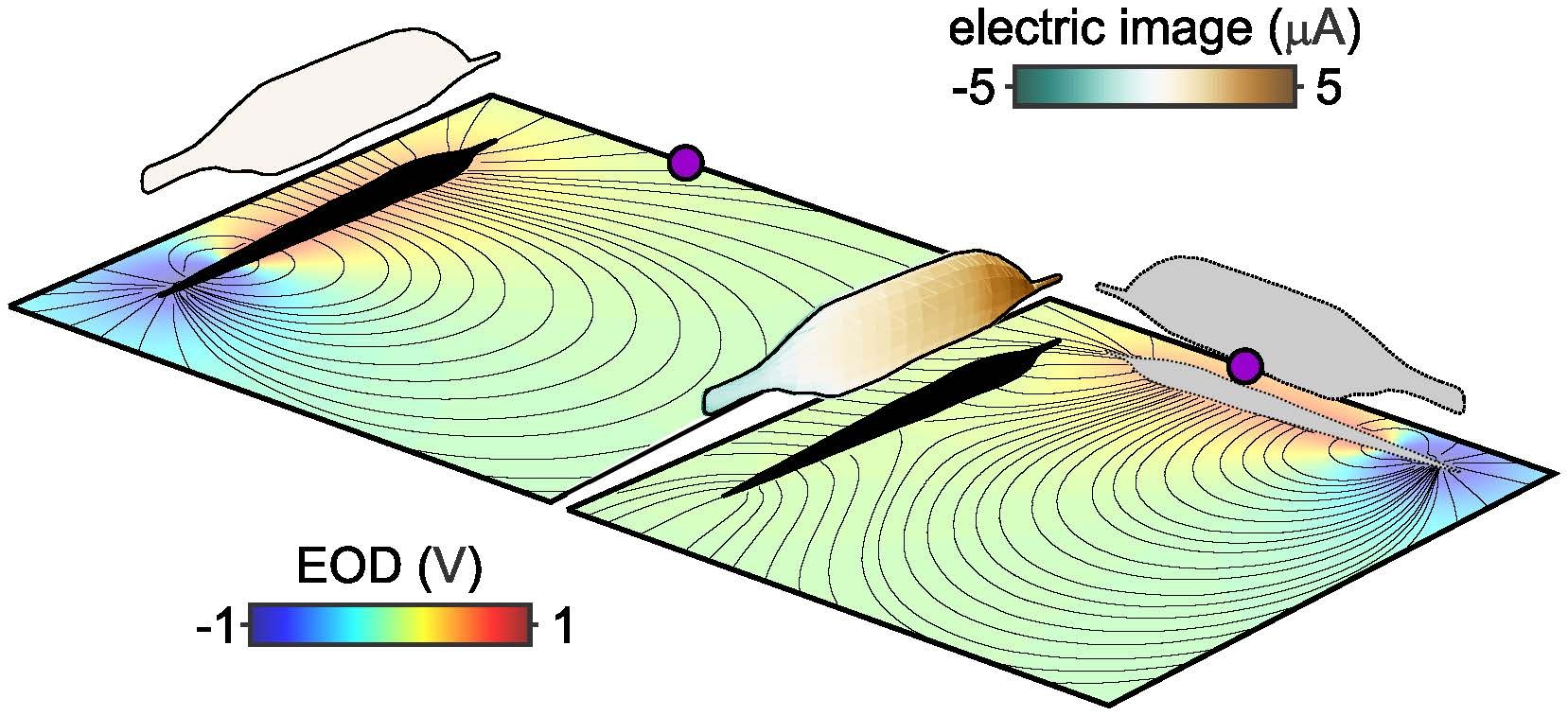 electric image