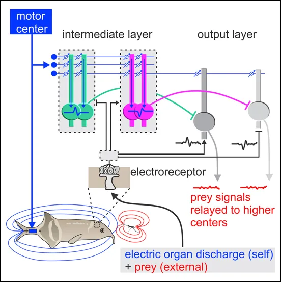 Graphical Abstract